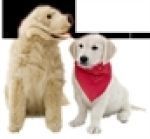 Discount Pet Meds coupon codes